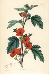 Piros lila - gömbmályva, Sphaeralcea miniata (Vermilion-flowered mallow, Malva miniata). Weddell kézi rézmetszete Edwin Dalton Smith után, John Lindley és Robert Sweet Ornamental Flower Garden and Shrubbery című művéből, G. Willis, London. alkotó: Unbekannter Künstler