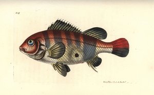 Vöröscsíkos füleshal, Geophagus surinamensis (Surinam sparus, Sparus surinamensis). Az illusztrációt Richard Polydore Nodder rajzolta és metszette. Kézzel színezett rézmetszet George Shaw és Frederick Nodder The Naturalist