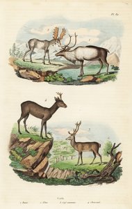 Rénszarvas, Rangifer tarandus 1, jávorszarvas, Alces alces 2, gímszarvas, Cervus elaphus 3 és európai őz, Capreolus capreolus 4 alkotó: Unbekannt