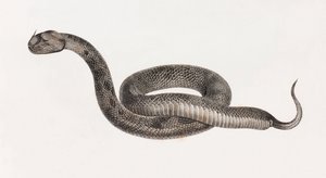 Hüllők: Vipera alkotó: Unbekannt