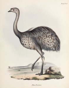 Rhea, Dél-Amerika, 1832-1836 alkotó: Unbekannter Künstler