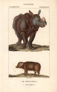 Rhinoceros et daman ou clade - Eau forte, Jean Gabriel Pretre (1780-1845), Carnonkel metszete, Frederic Cuvier természettudományi szótárához: emlősök, szerkesztette Pierre Jean Francois Turpin (1775-1840), kiadta F.G.Levrault, Párizsban. alkotó: Unbekannter Künstler