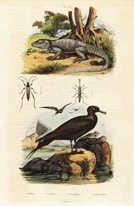 Sziklaagama és élősködő jáger., 1834-1839 (metszet) alkotó: Unbekannter Künstler