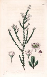 Rock thryptomene, Thryptomene saxicola (délnyugat-ausztrál sziklacserje) (Stony baeckea, Baeckea saxicola). Kézzel színezett rézmetszet Swan által William Jackson Hooker illusztrációja után Samuel Curtis "Botanical Magazine"-jából, London. alkotó: Unbekannter Künstler