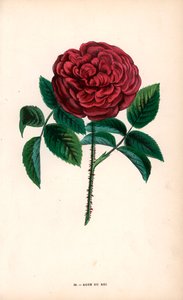 Rose du Roi, a sevres-i Monsieur Souchet által a portlandi rózsából (Rosa portlandica) kitenyésztett hibrid. alkotó: Unbekannter Künstler