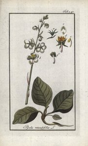 Kerek levelű pirol (Pyrola rotundifolia). Litográfia Johannes Zorn (1739-1799) "Afbeelding der Artseny-Gewassen" című művéből, Hollandia. alkotó: Unbekannter Künstler