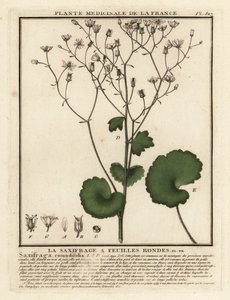 Kereklevelű szaxifrage, Saxifraga rotundifolia. alkotó: Unbekannter Künstler