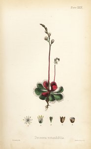 Kerek levelű napraforgó, Drosera rotundifolia. Henry Sowerby kézi színezésű litográfiája Edward Hamilton Flora Homeopathica című művéből, Bailliere, London. alkotó: Unbekannter Künstler