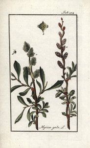 Királyi bors vagy mocsári mirtusz (Myrica gale). Litográfia Johannes Zorn (1739-1799) "Afbeelding der Artseny-Gewassen" című művéből, Hollandia. alkotó: Unbekannter Künstler