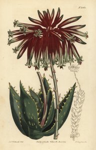 Törmelék aloe vagy gér aloe, Aloe perfoliata (A legkevesebb gér aloe, Aloe mitraeformis brevifolia) alkotó: Unbekannt