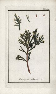 Sabine boróka (Juniperus sabina). Litográfia Johannes Zorn (1739-1799) "Afbeelding der Artseny-Gewassen" című művéből, Hollandia. alkotó: Unbekannter Künstler