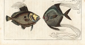Szentkő (vagy tengeri tyúk, doree vagy zee) - suszterfonál (vagy tollas karangue) - John Dory, Zeus faber 126, és afrikai pompánó, Alectis ciliaris 127. Kézzel színezett rézmetszet Gottlieb Tobias Wilhelm: Encyclopedia of Natural History című művéből: Fish alkotó: Unbekannter Künstler