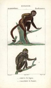 Sajou vagy saphogano vagy kapucinus és saimiri vagy mókusmajom - Eau forte, Jean Gabriel Pretre (1780-1845), Carnonkel metszete, Frederic Cuvier természettudományi szótárához: Emlősök, szerkesztette Pierre Jean Francois Turpin (1775-1840), kiadó: Pierre Je alkotó: Unbekannter Künstler