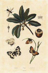 Sapodilla és molylepke. alkotó: Unbekannter Künstler