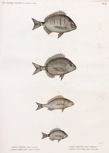 Sargue Enrouee; Közönséges Sargue; Pagre Mormyre & Annular Sargue alkotó: Unbekannt