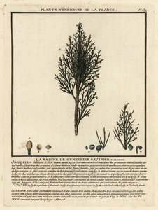 Savin boróka vagy savin, Juniperus sabina. alkotó: Unbekannter Künstler
