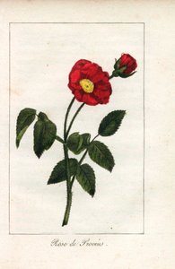 Skarlátvörös provence-i rózsaszín, provins-i rózsa, Rosa gallica. Kézi rézmetszet Prudhomme kisasszony illusztrációjáról, "Hommage rendu a la Rose", Párizs, 1815 körül. Ajándékkönyv a rózsa történetével és egy tucat botanikai miniatúrával. alkotó: Unbekannter Künstler