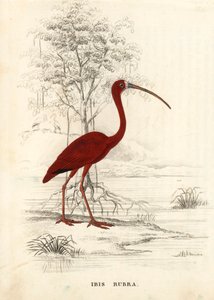 Skarlát ibisz, Eudocimus ruber (Ibis rubra). Kézzel színezett acélmetszet Georg Friedrich Treitschke Természettudományi Galériájából, Naturhistorischer Bildersaal des Thierreiches, Liepzig. alkotó: Unbekannter Künstler
