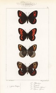 Scotch argus, Erebia aethiops, nagygyűrűs, Erebia euryale, őszi gyűrűs, Erebia neoridas (hasi), és Arran barna, Erebia ligea (hasi). A Pauquet testvérek kézi színezésű acélmetszete Alexis Nicolas Noel Hippoly illusztrációja után. alkotó: Unbekannter Künstler
