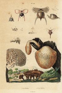 Tengeri csiga, Diacavolinia limbata és Diacria trispinosa 1-10, valamint Hydnum gomba, sündisznó gomba, Hydnum repandum 14, korall foggomba, Hericium coralloides 12 stb. alkotó: Unbekannt
