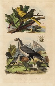 Titkármadár, Sagittarius serpentarius, vad és szelíd kanárik, Serinus canaria alkotó: Unbekannt
