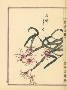 Sekkoku, Mohl dendrobium vagy japán kőorchidea, Dendrobium moniliforme. Kézzel színezett fametszet, Kono Bairei, Kusa Bana Hyakushu (One Hundred Varieties of Flowers), Tokió, Yamada. alkotó: Unbekannter Künstler