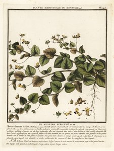 Sharpleaf cancerwort, Kickxia elatine. alkotó: Unbekannter Künstler