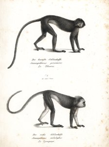 Ezüstös lutung, Trachypithecus cristatus (Semnopithecus pruinosus) és szumátrai surili, Presbytis melalophos (Semnopithecus melalophos) veszélyeztetett. Karl Joseph Brodtmann litográfiája Heinrich Rudolf Schinz: Az állatok illusztrált természettörténete, Z alkotó: Unbekannter Künstler