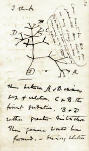 Charles Darwin (1809-1882) vázlata "A fajok átalakulása" című első jegyzetfüzetéből: ez az első ábrája, amely az evolúciós elméletére utal. 1837 alkotó: Unbekannter Künstler