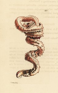 Hasított féreghéj, Tenagodus anguinus (Muricated serpula, Serpula muricata). Az illusztrációt Richard Polydore Nodder rajzolta és metszette. Kézzel színezett rézmetszet George Shaw és Frederick Nodder The Naturalist