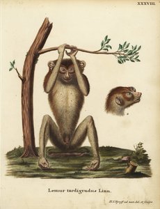 Lassú járású maki vagy vörös karcsú lóri, Loris tardigradus. Veszélyeztetett. Lemur tardigradus Linn. Hermann Jakob Tyroff kézzel rajzolt és metszett rézmetszete a természet után Johann Christian Daniel Schreber Animal Illustrations after Nature, avagy Sch alkotó: Unbekannter Künstler