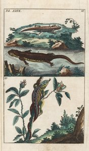 Sima vagy közönséges Triton és homoki gyík - Erős víz Gottlieb Tobias Wilhelm (1758-1811), a Természettudományi Enciklopédiából: Amphibians alkotó: Unbekannter Künstler