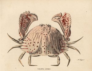 Sima vagy vörös pettyes tarisznyarák, Calappa calappa (Calappa lophos). A. Scipp kézzel színezett acélmetszete Georg Friedrich Treitschke természetrajzi galériájából, Naturhistorischer Bildersaal des Thierreiches, Liepzig-1842. alkotó: Unbekannter Künstler