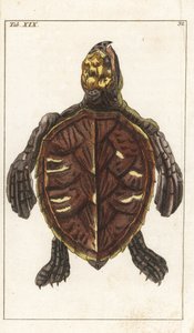 Snack Turtle vagy Scale Turtle - Strong Water Gottlieb Tobias Wilhelm (1758-1811), a Természettudományi Enciklopédiából: Amphibians alkotó: Unbekannter Künstler
