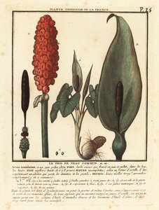 Snakeshead, Arum maculatum. alkotó: Unbekannter Künstler