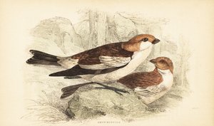 Hósármány, Plectrophenax nivalis.1889 (metszet) alkotó: Unbekannter Künstler