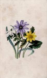 Hóvirág, kék anemone és kis parlagfű. Louisa Anne Twamley (1812-1895) litográfiája a következő kiadványban: Our Wild Flower, Charles Tilt, London, Anglia. alkotó: Unbekannter Künstler