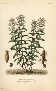 Szappanfű vagy szappanfű, Saponaria officinalis, Saponaire officinale alkotó: Unbekannt