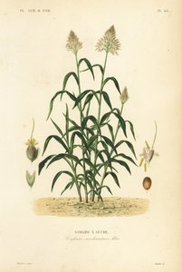 Cirokfű, nagy köles, Dhaurra, Jowari és Milo, Sorghum Bicolour, Sorghum Saccharitum, Sorgho da Sucre alkotó: Unbekannt