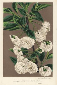 Cseresznyefa, Prunus cerasus (caproniana ranunculiflora). Kézzel színezett litográfia Louis van Houtte és Charles Lemaire: Flowers of the Gardens and Hothouses of Europe, Flore des Serres et des Jardins de l
