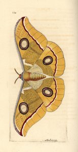 Dél-indiai kis tussore, Antheraea paphia (Phalaena paphia). Az illusztrációt Richard Polydore Nodder rajzolta és metszette. Kézzel színezett rézmetszet George Shaw és Frederick Nodder The Naturalist