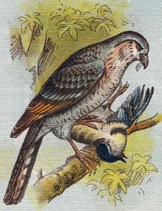 Veréb. Metszet "Alphabet de ma petite fille". Bernardin-Bechet és Fils, könyvkereskedő-kiadók, Párizs, 1895 körül. Törhetetlen album vásznon. Bibliotheque des Bebes. 12 oldal. Olvasási módszert és szemléltető abeccedert tartalmazó album. Homályos: alkotó: Unbekannt