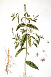 Spearmint alkotó: Unbekannter Künstler