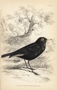 Szemüveges tirant, Hymenops perspicillatus (Szemüveges vagy fehérszárnyú vízicsibe, Perspicilla leucoptera). William Lizars kézzel színezett acélmetszete William Swainson illusztrációja után Sir William Jardine Naturalist