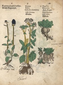 Tüskés rampusz, Phyteuma spicatum, szkíta, Sium sisarum, és fehérrépa, Brassica rapa. Adam Lonicer Krauterbuch, avagy gyógynövény, Frankfurt, Krauterbuch vagy Herbal című művének botanikai illusztrációjának kézzel színezett fametszete. alkotó: Unbekannter Künstler