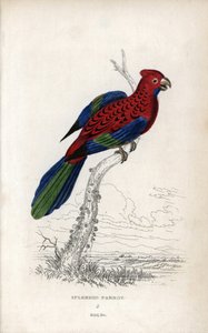 Pompás papagáj (Psittacus gloriosus). Platycerus elegans. Joseph Kidd litográfiája John Audubon rajza alapján, a Miscellany of Natural History-ban: Papagájok, Sir Thomas DiK Lauder és Thomas Brown kapitány, megjelent Edinburghban, Skóciában, 1833-ban. alkotó: Unbekannter Künstler