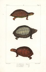 Foltos lábú teknős, Rhinoclemmys punctularia 1, indiai páncélos teknős, Lyssemys punctata 2, és észak-afrikai sisakos teknős, Pelomedusa subrufa olivacea. David kézi rézmetszete Jean-Gabriel Pretre berni illusztrációja után. alkotó: Unbekannter Künstler