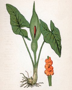 Foltos gulet (Arum maculatum vagy Chandelle, Veal