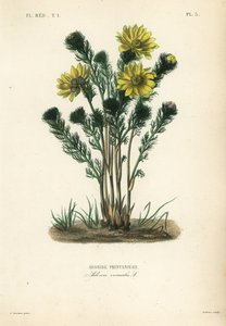Tavaszi fácánszem vagy álhunyor, Adonis vernalis, Adonis printaniere alkotó: Unbekannt