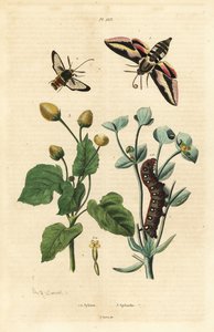 Sólyommoly, Hyles euphorbiae és hernyó 1, hornetmoly, Sesia apiformis 2 és fogfájás növény, Spilanthes fajok alkotó: Unbekannt